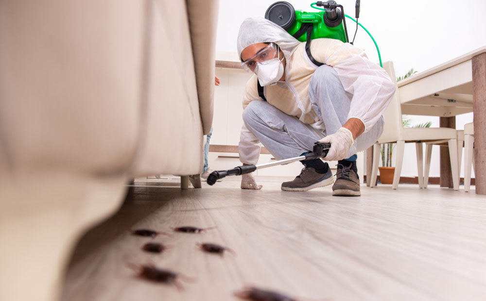 مكافحة الحشرات في الرياض، شركة مكافحة الحشرات، مكافحة القوارض بالرياض، خدمات مكافحة الحشرات، مبيدات حشرية، مكافحة البق بالرياض، مكافحة النمل الابيض، مكافحة الصراصير، مكافحة البق في المنازل، شركة مكافحة الحشرات بالرياض، مكافحة الحشرات الزاحفة، خدمات مكافحة الحشرات بالرياض، مكافحة القوارض في المنازل، مكافحة الحشرات الطائرة